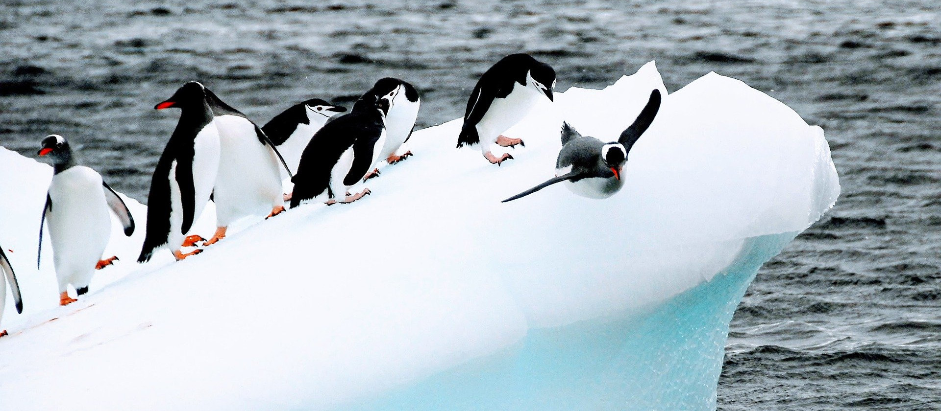 Penguins on a small iceberg in Antarctica.