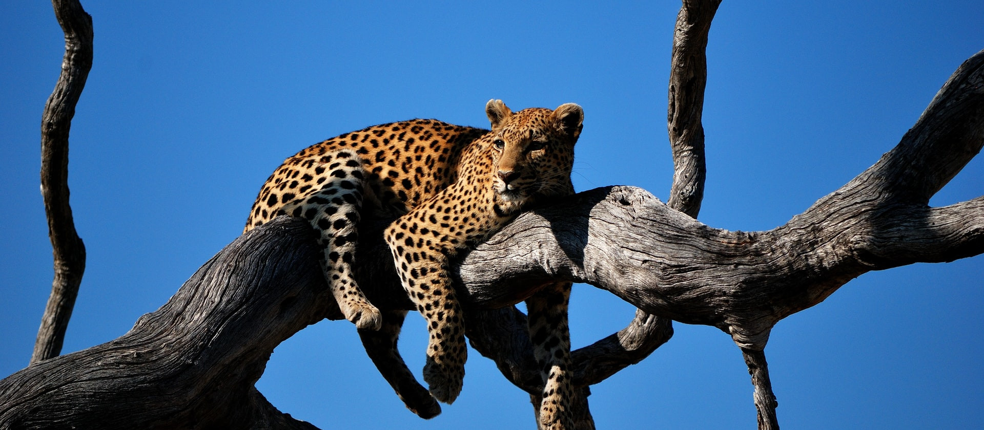 Leopard in a tree.  Okavango Delta, Botswana