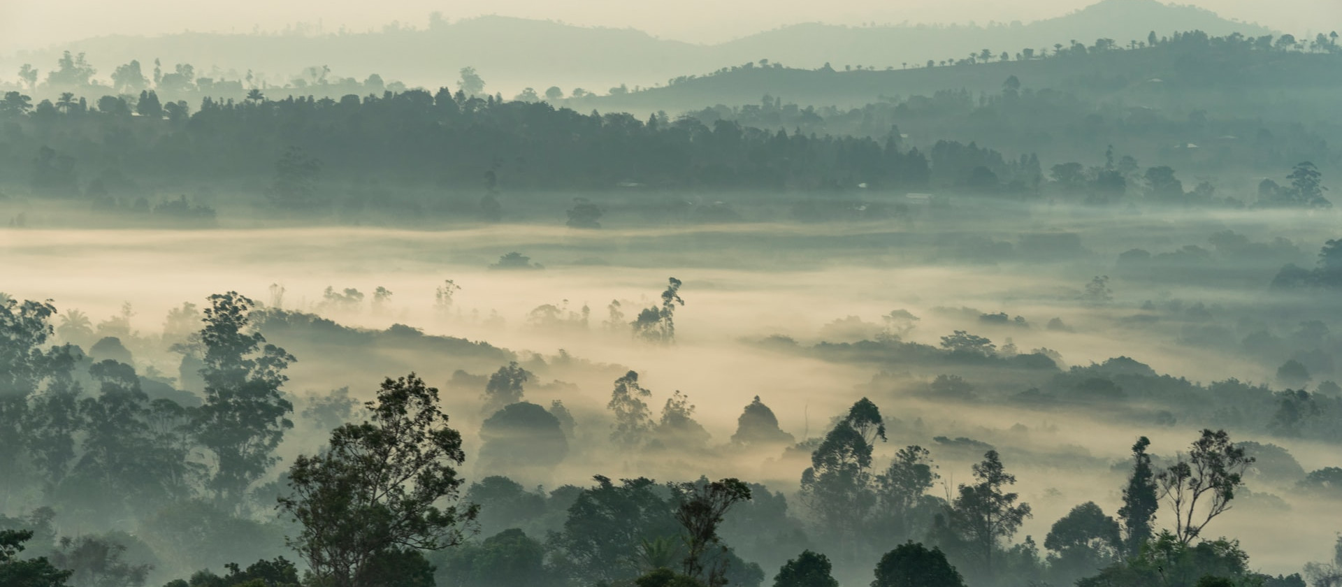 Mist in the jungle, Bansoa, Cameroon