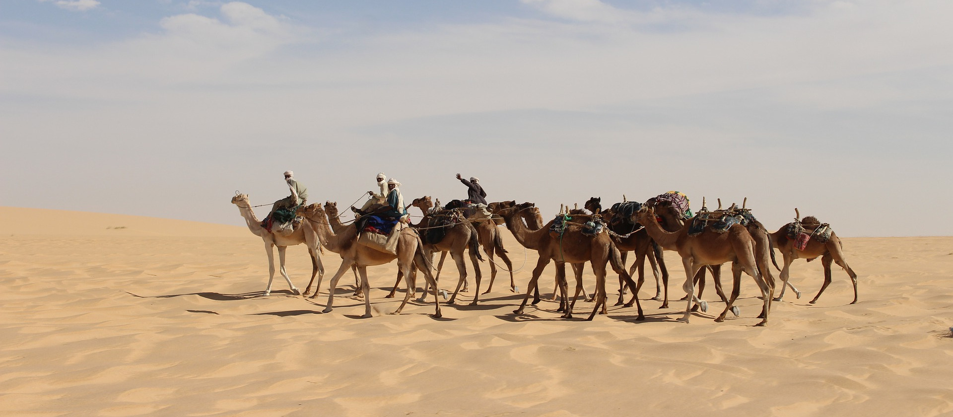 Caravan of camels cross the sahara in Chad