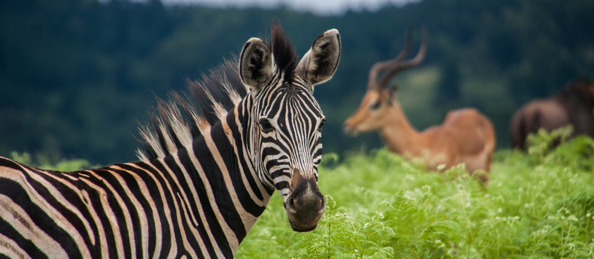 Zebra in Eswatini (formerly called Swaziland)