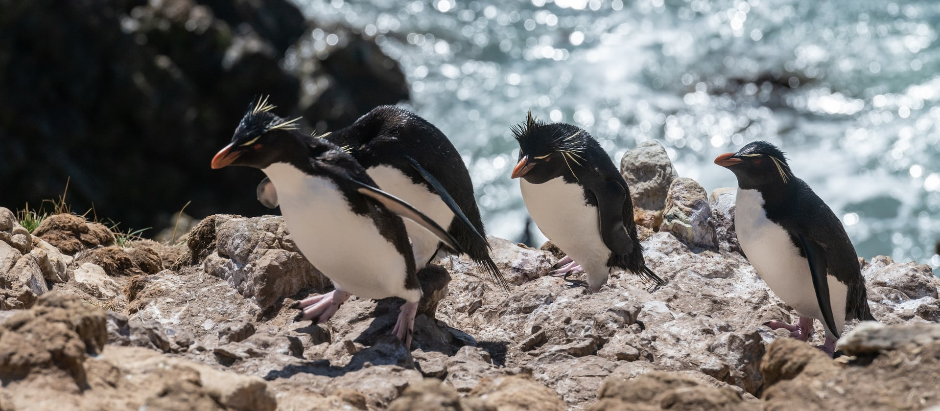 Rockhopper penguins, Pebble Island, Falkland Islands