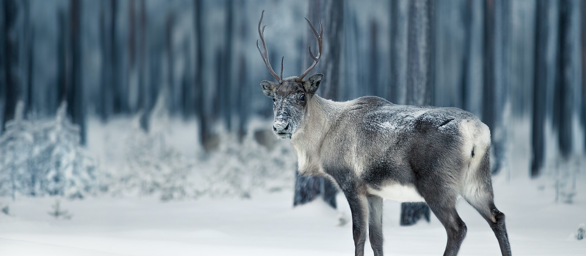 A reindeer in Lapland