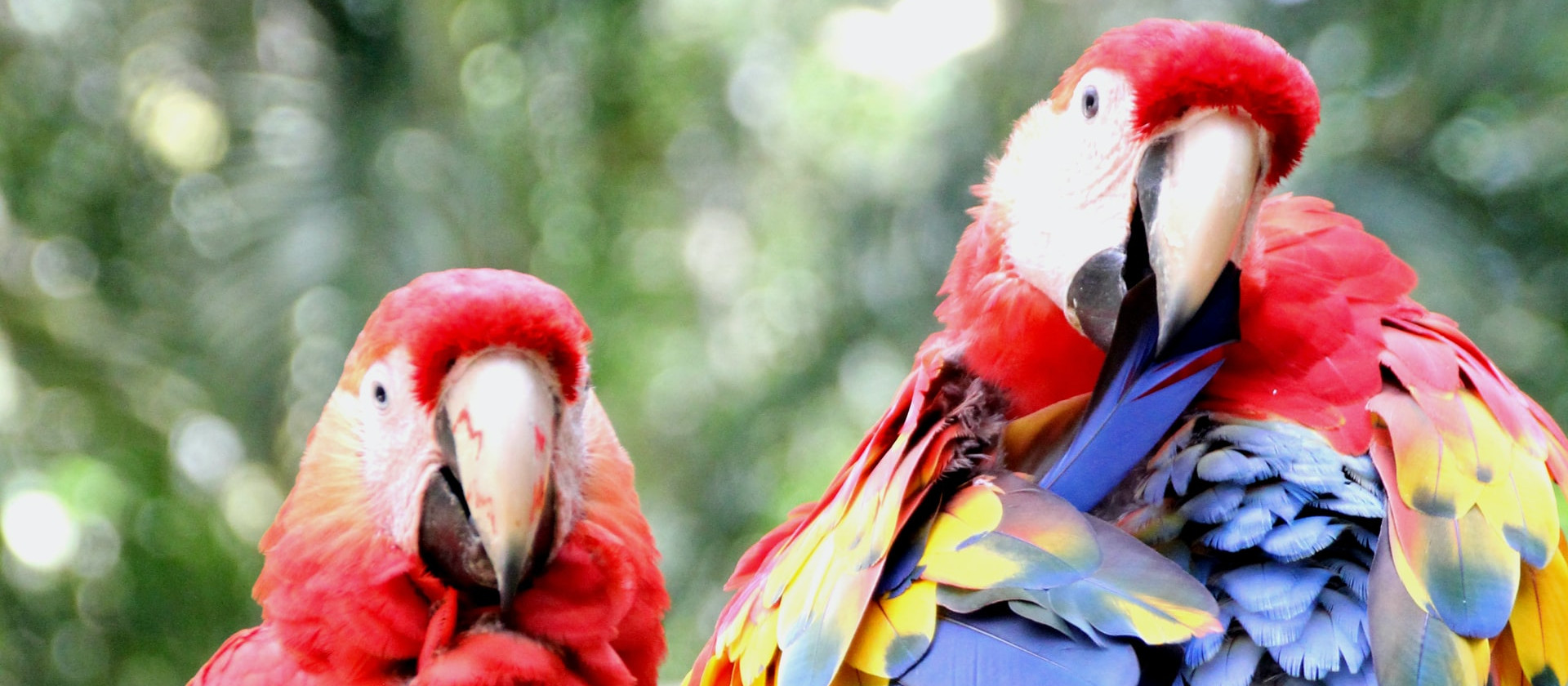 Two scarlet macaws in Copán, Honduras