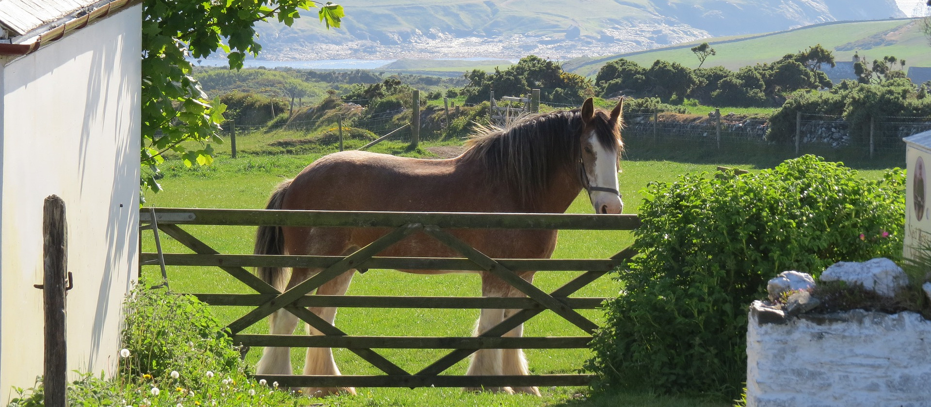 Horse in a field on the Isle of Man