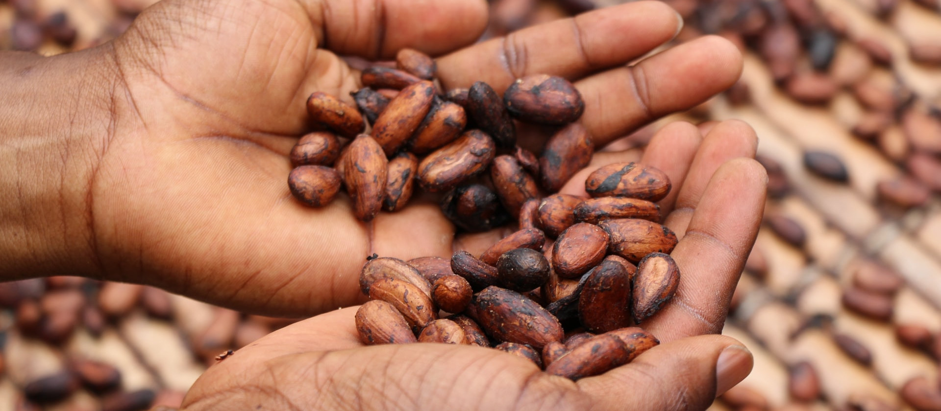 Person holding cocoa beans in their hands