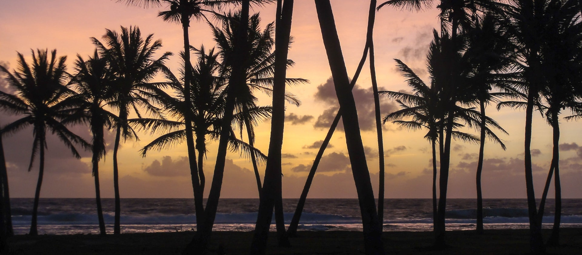 Palm trees on the seashore, Marshall Islands