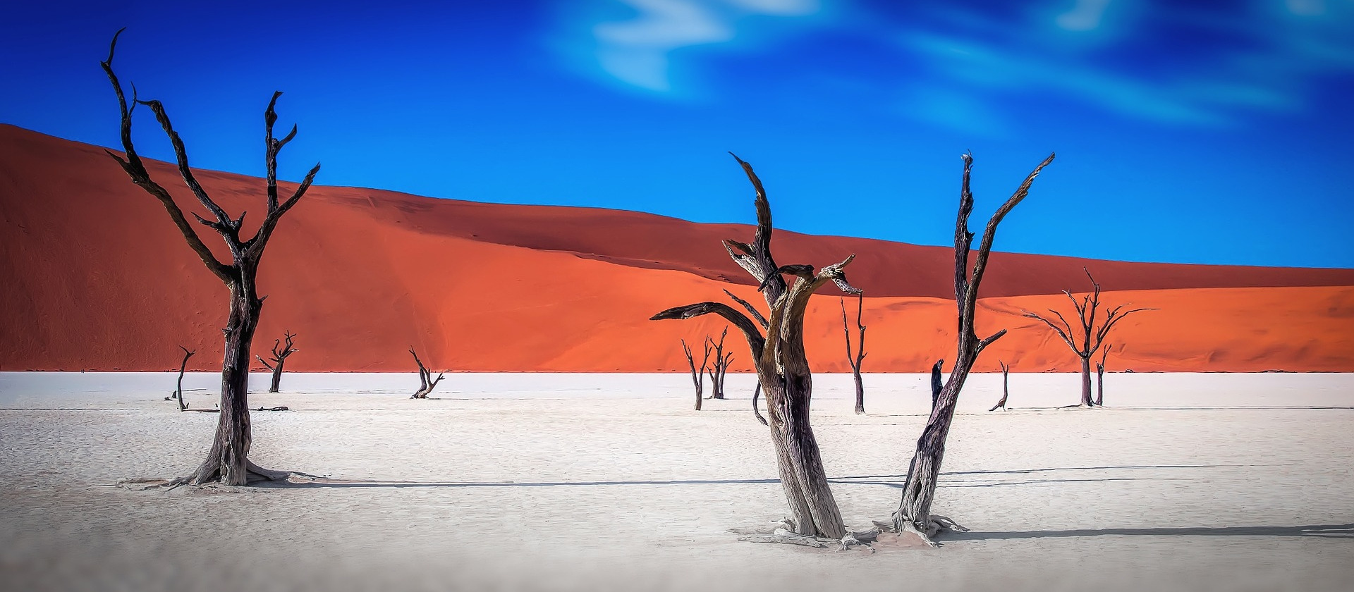 Dead trees in a desert in Namibia