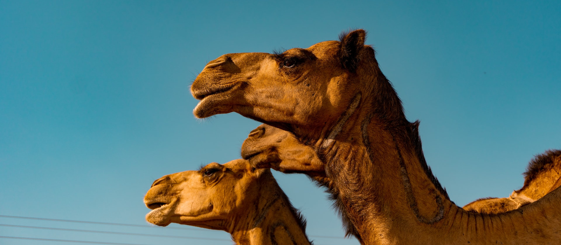 Two camels enjoying the sunshine