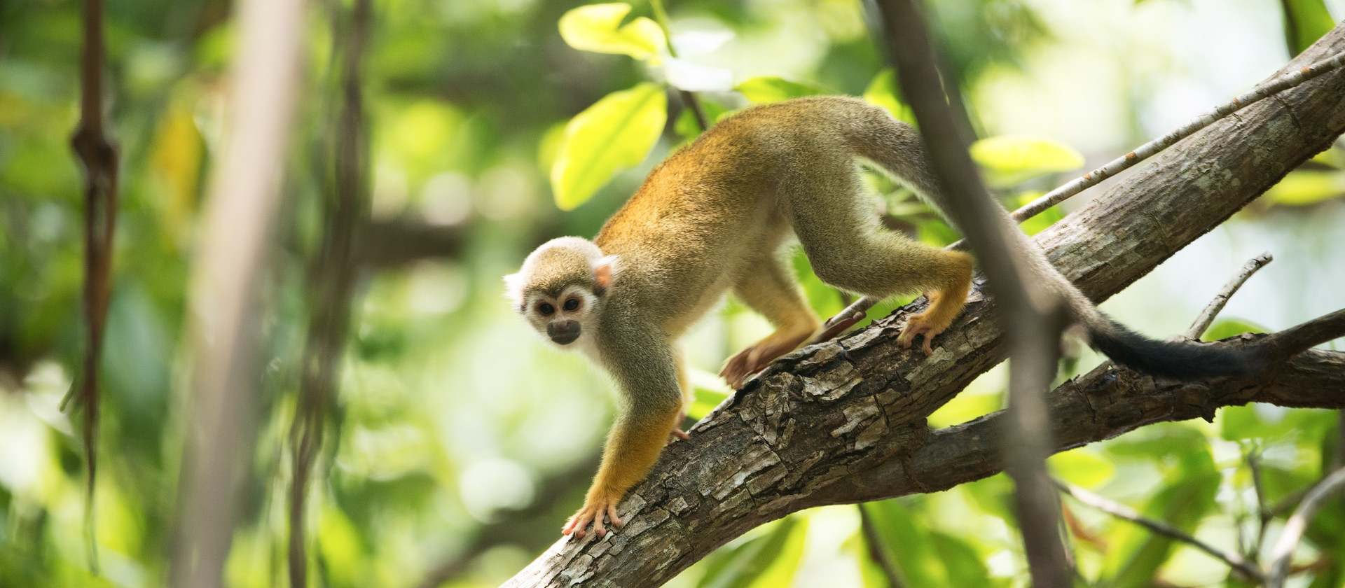 Brown monkey on a brown tree