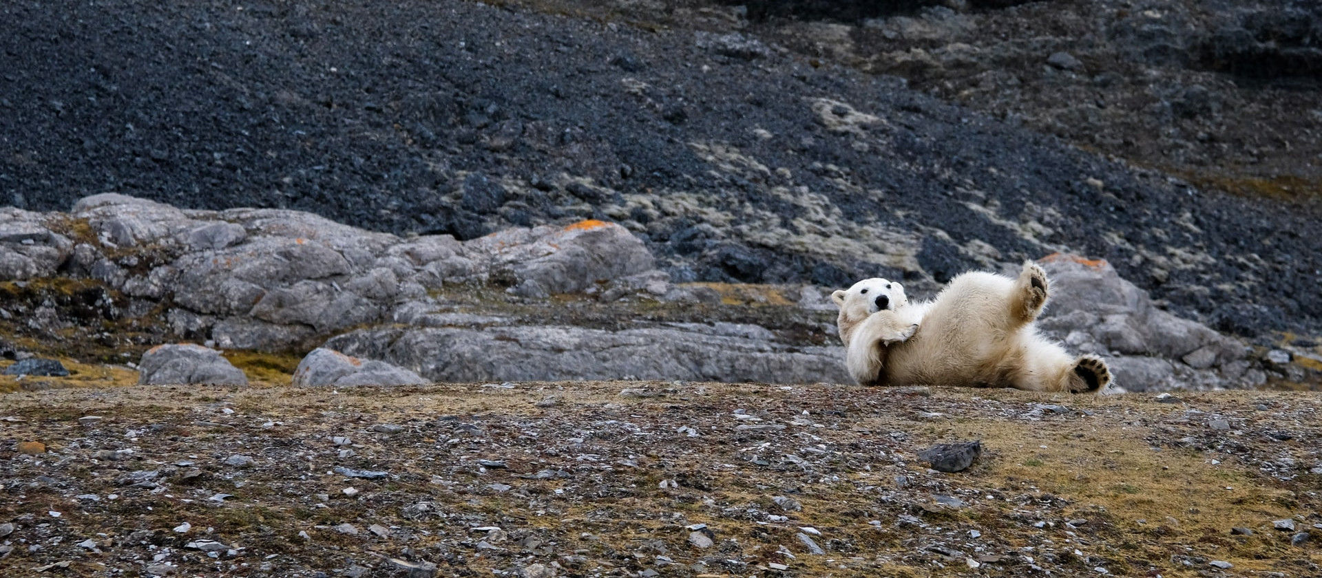 Surprised polar bear, Svalbard