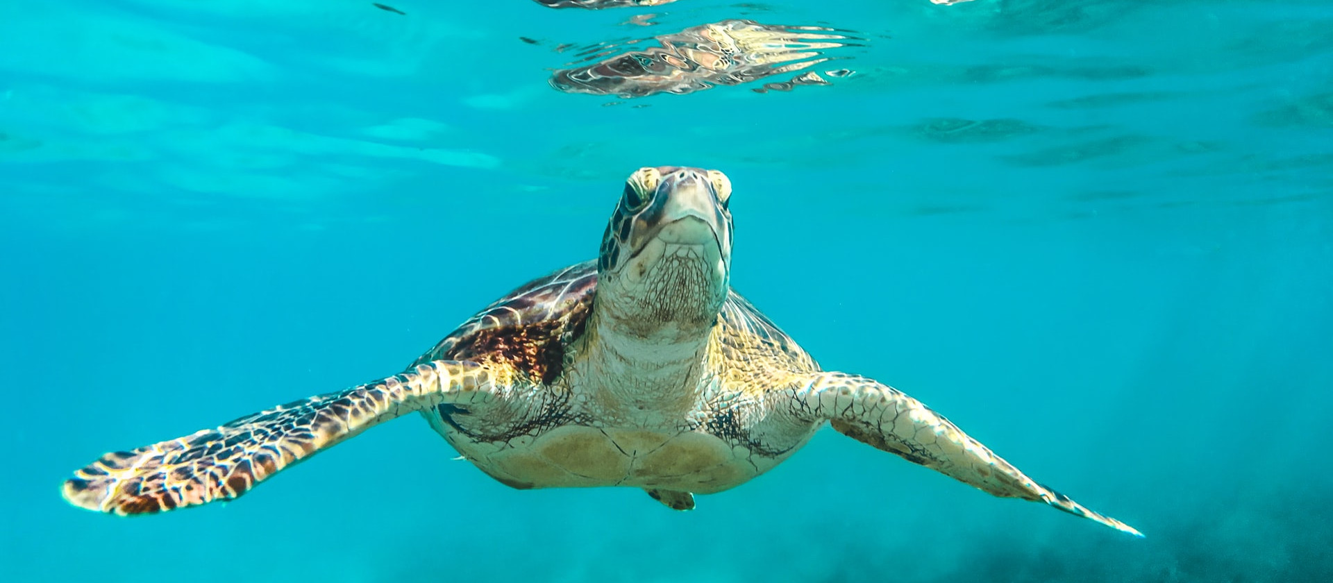 Brown sea turtle